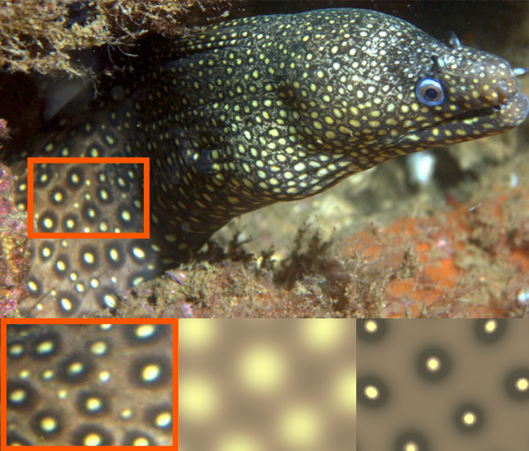 A photo of a Jewel Moray eel and the team's simulations of its pattern.