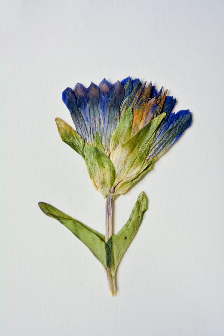 Floral sample at the herbarium