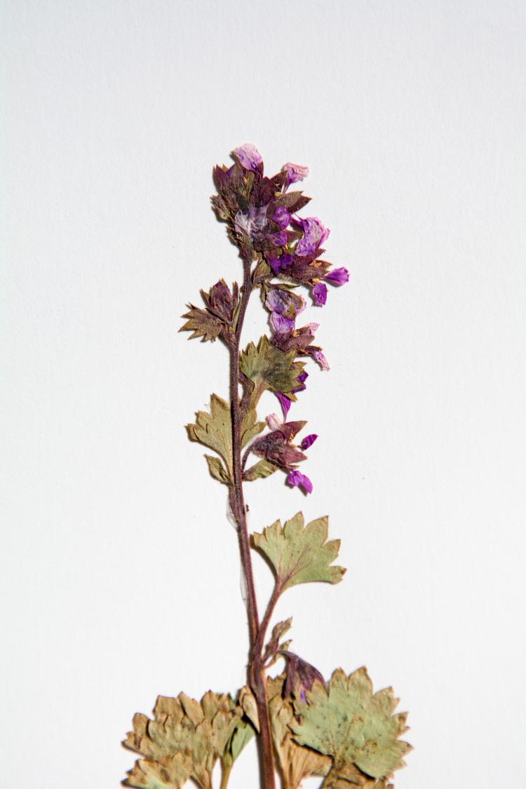 Floral sample from the herbarium