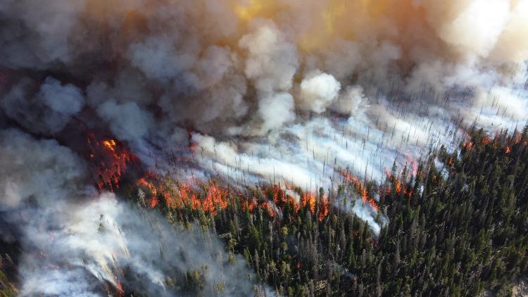 Forest fire