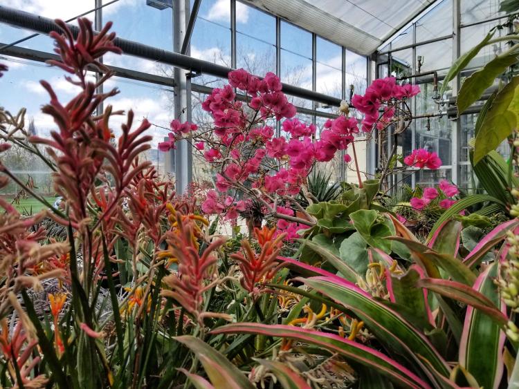 Bougainvillea flowers and other plants in CU Boulder's EBIO greenhouse.