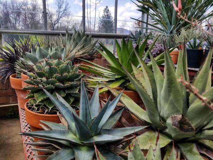 Succulents in CU Boulder's EBIO greenhouse.