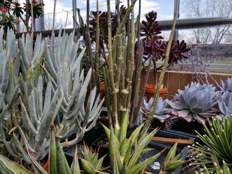 Drought tolerant plants in CU Boulder's EBIO greenhouse.