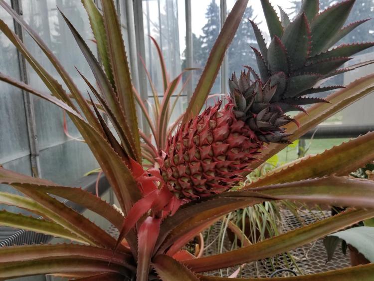 Pineapple plant in CU Boulder's EBIO greenhouse.