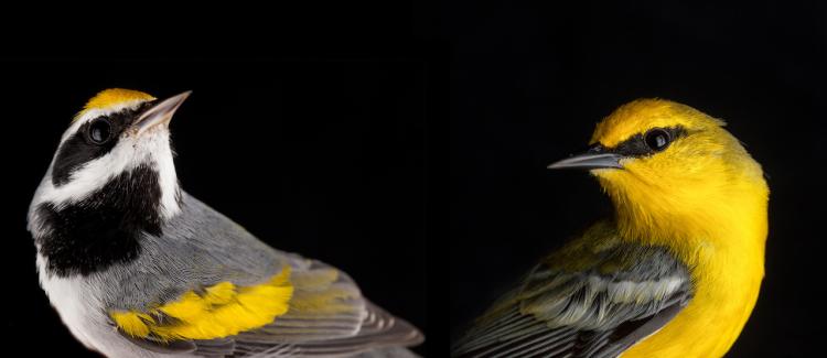 Warblers