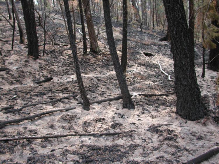 dead and blackened trees after the hayman fire