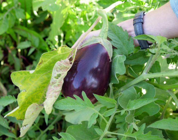 Professor Jill Litt examines an eggplant