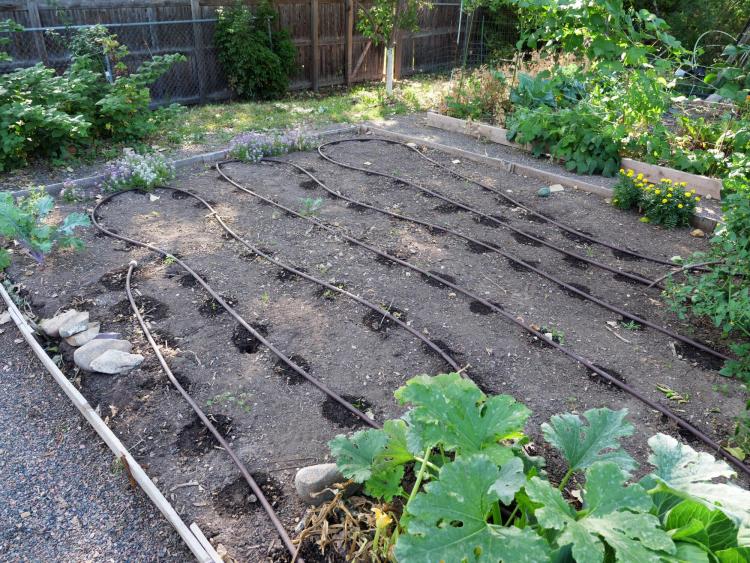 Garden plot near Regis University in Denver, one of more than a hundred study participants gardens