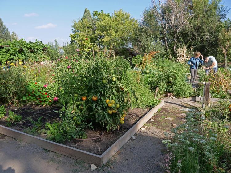 Professor Jill Litt and Program Coordinator Angel Villalobos look over a participant garden