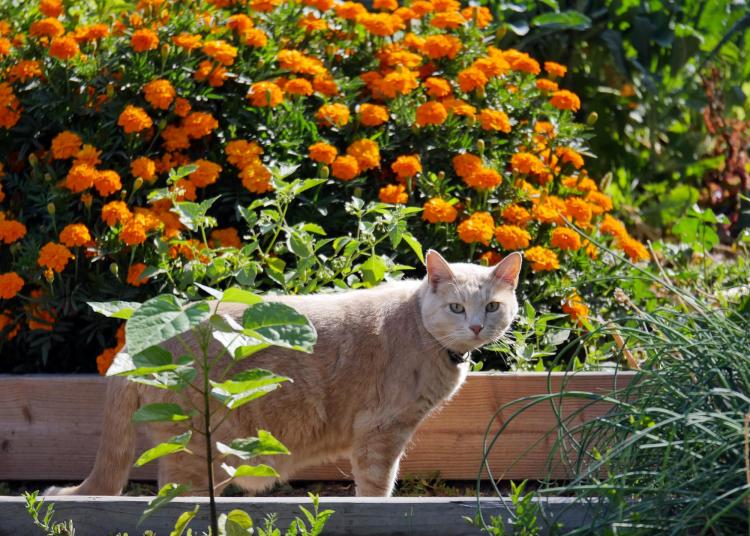 A cat prowls garden plots