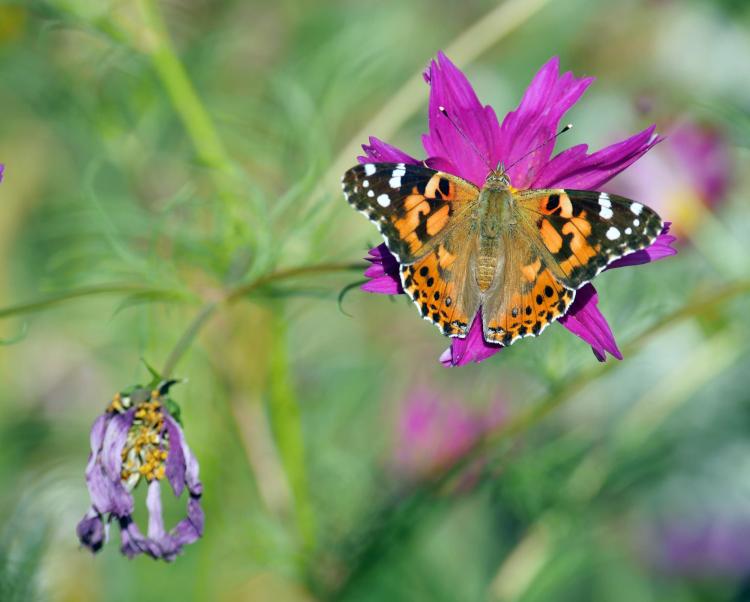 A butterfly lands on a flower at a community garden
