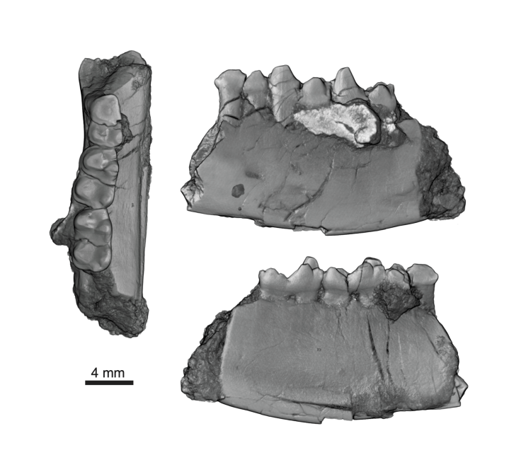 Three computer-generated images taken from different angles of portion of a jawbone containing three teeth