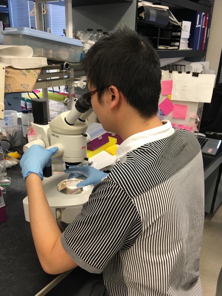 Hongyun Tang using a microscope