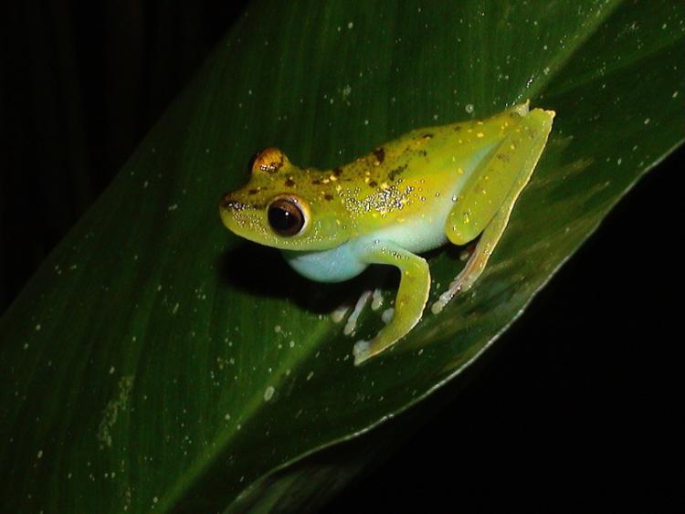 Hyla rufitela