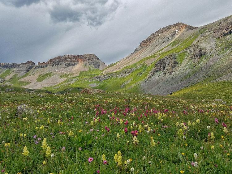 Wildflowers grow in meadow in the San Juan Rocky Mountains