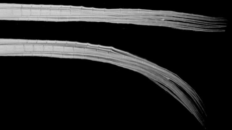 Close up image of a ray in a fish fin in a relaxed, top, and bended, bottom, state.
