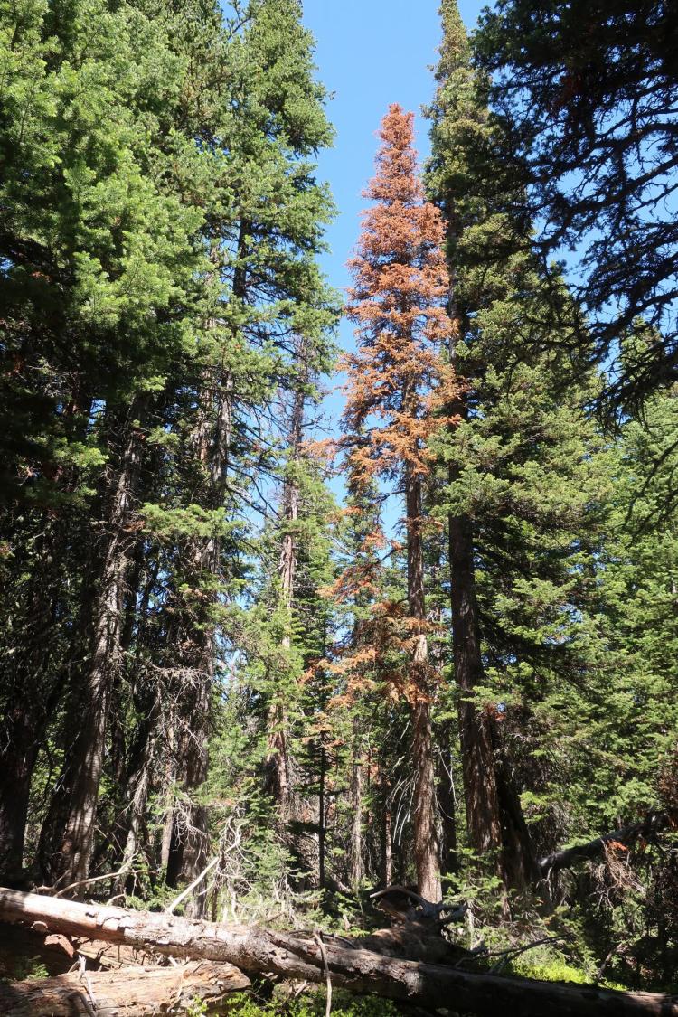A dead tree in Colorado subalpine forest