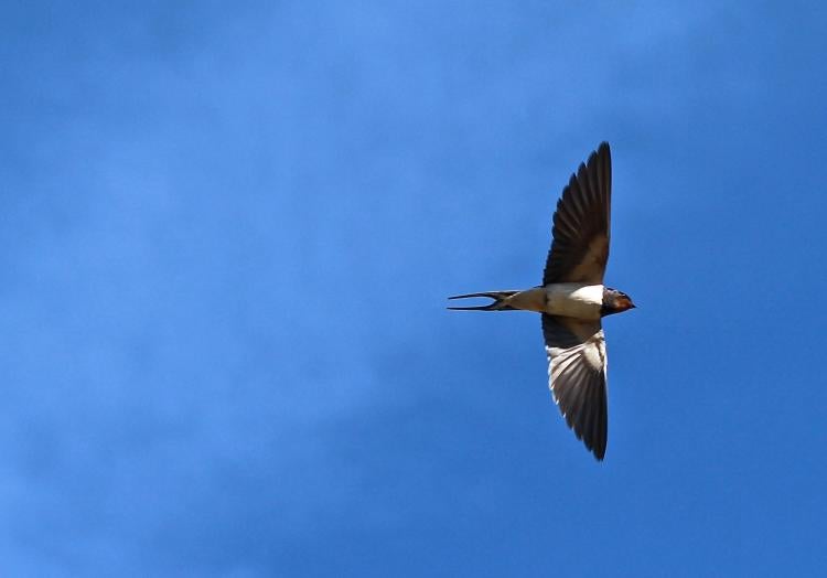 Barn swallow in sky