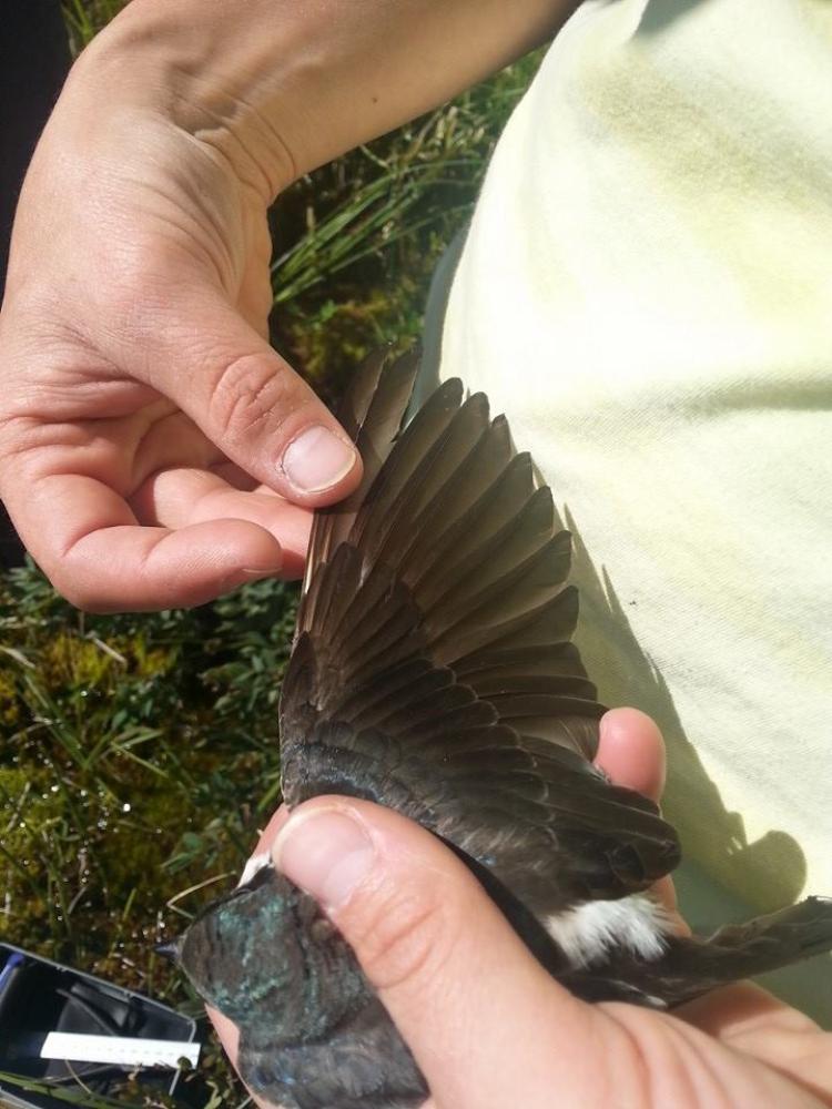 UAA Professor Audrey Taylor examines female tree swallow wing for signs of wear. (Photo by Lindsay Hermanns.)