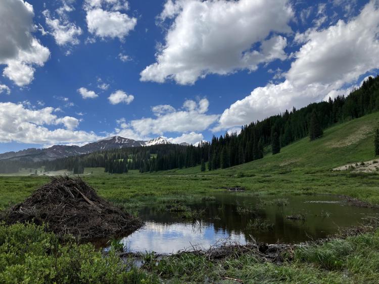 Beaver pond