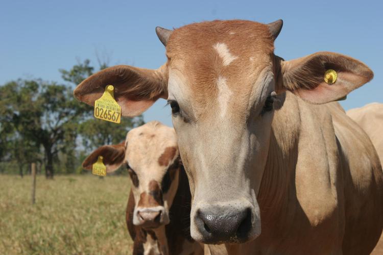 Cattle up close