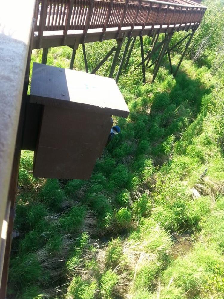 A male tree swallow enters his nest box. (Photo by Lindsay Hermanns.)