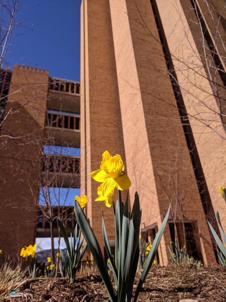Flowers blooming at Williams Village. Photo by Patrick Campbell.