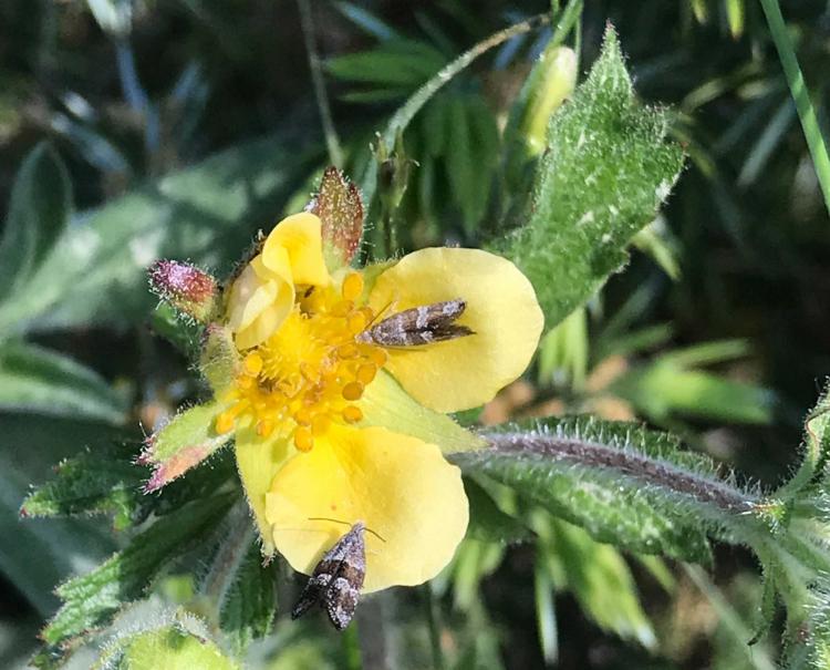 Micromoths on a flower of leafy cinquefoil