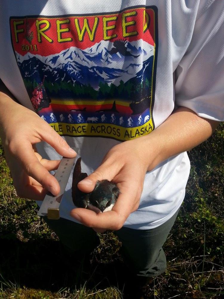Rachel Irons measures an adult tree swallow. (Photo by Lindsay Hermanns.)