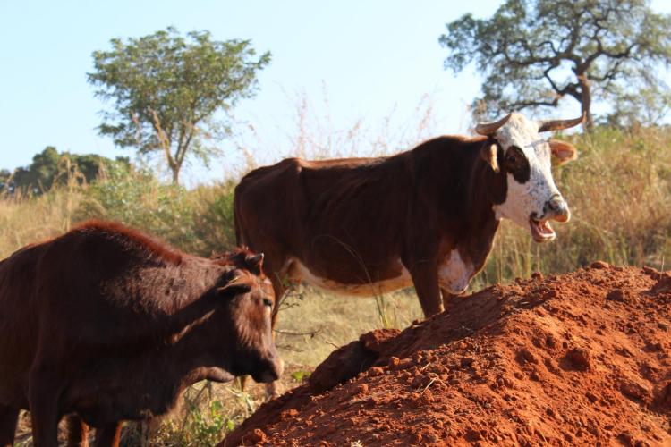 Hhohho region of Eswatini | Photo by Joelle Westcott