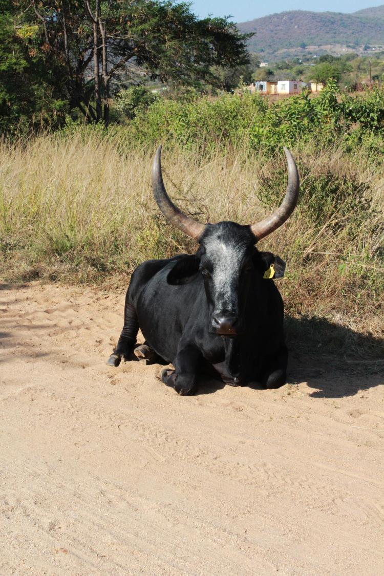 Hhohho region of Eswatini | Photo by Joelle Westcott