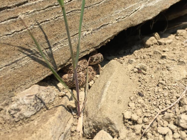Rattlesnake hiding
