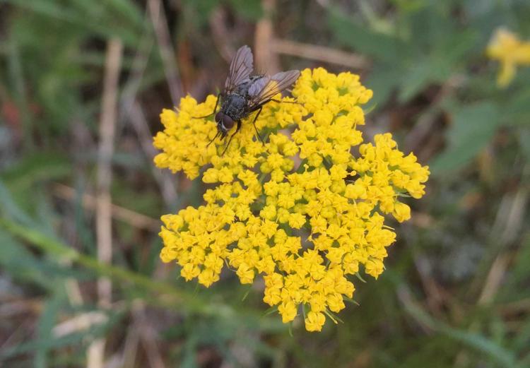 A fly visiting the flowers of alpine false spring parsley