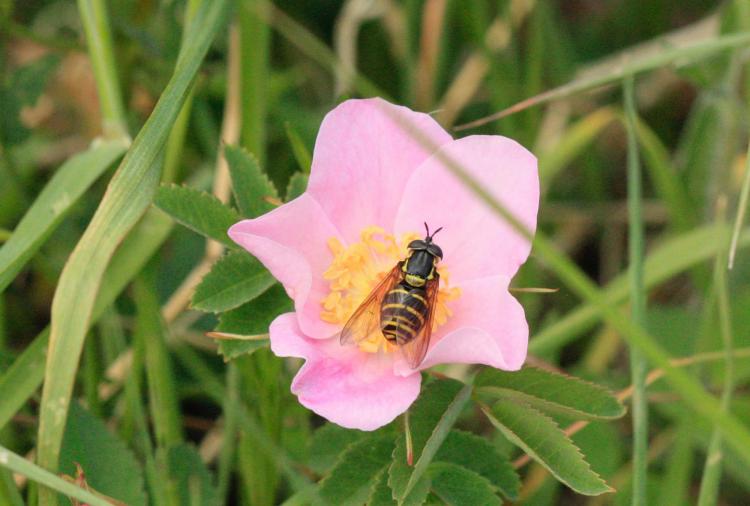 The hoverfly visiting Wood’s rose