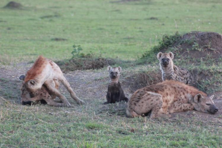 Hyena family