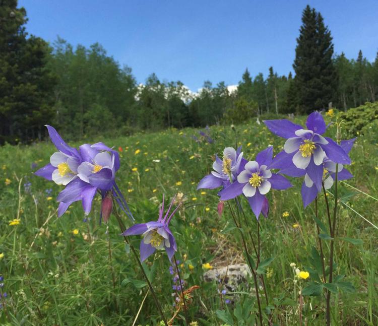 Colorado blue columbine