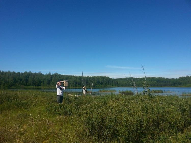 Rachel Irons checks a tree swallow nest box. (Photo by Lindsay Hermanns.)