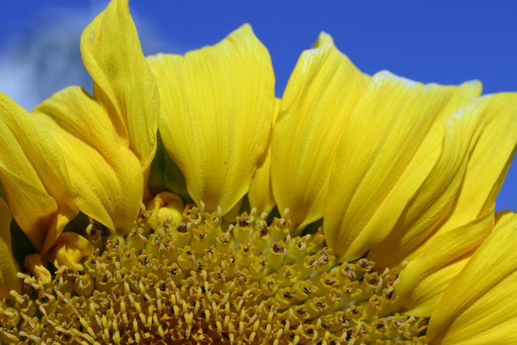 Common sunflower