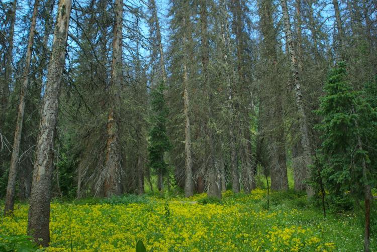 A stand of mature dead trees in the southern Rocky mountains.