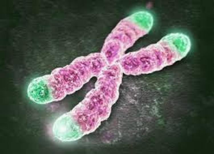 A picture of a chromosome with telomere