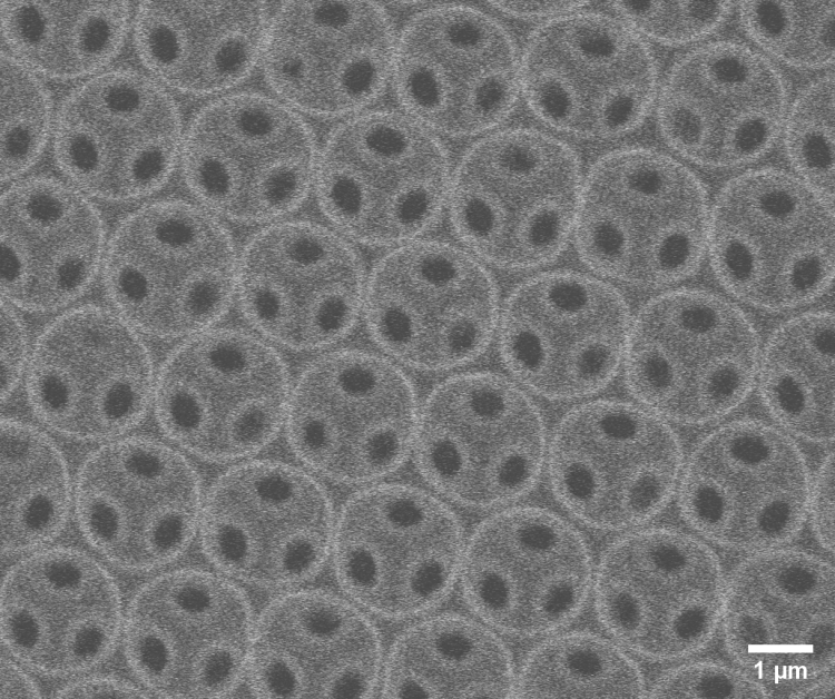 Representative scanning electron microscopy image of inverse opals