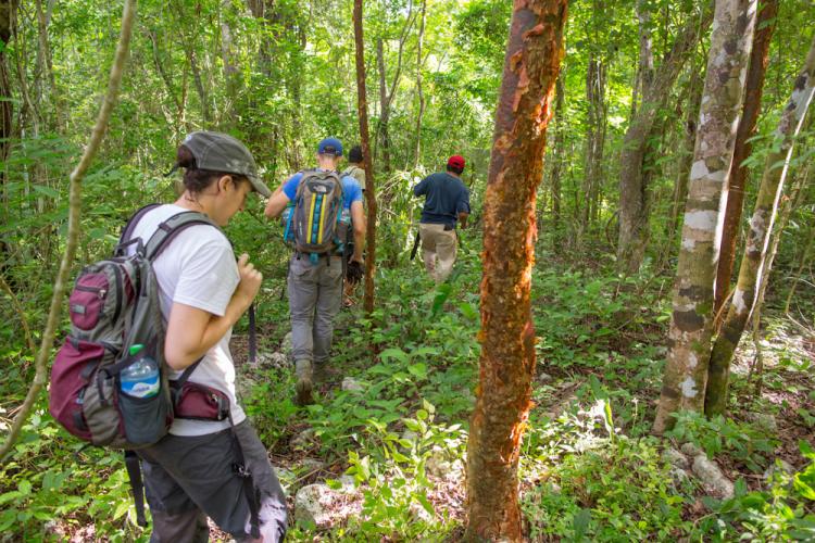 Group walks through jungle