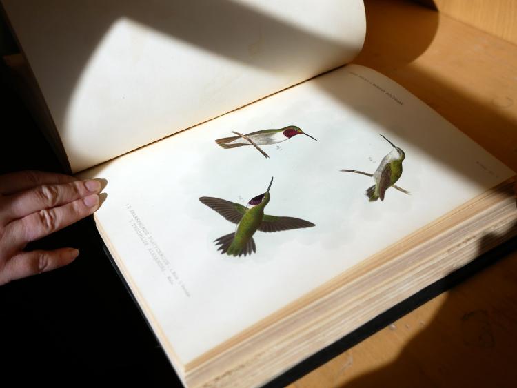 Hand drawn hummingbirds.