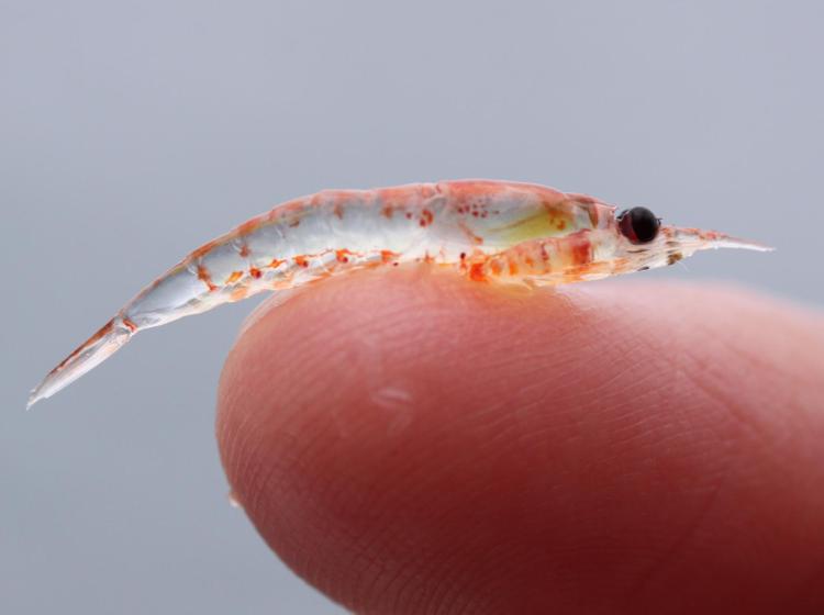 Krill on finger