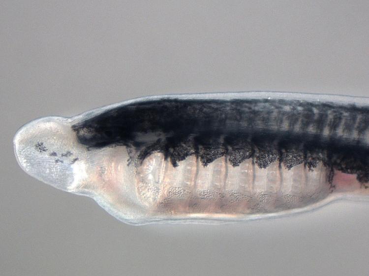 Sea lamprey larva