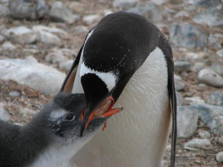 A Gentoo penguin feeding its chick krill. (Credit: Lara Asato)