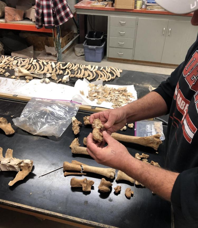 A researcher look over the bones from a horse skeleton in a lab