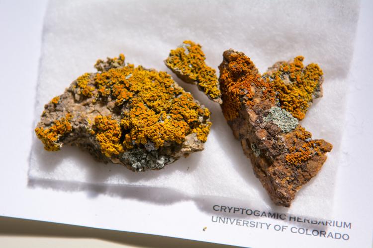Lichen sample from the herbarium