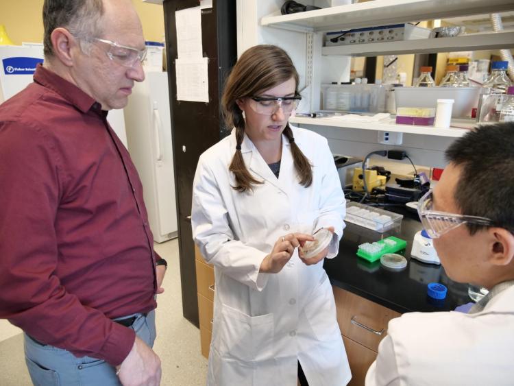 Karl Linden looks at a bacterial culture in his lab.