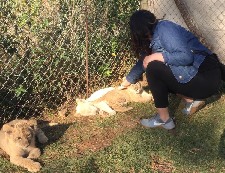 Student Connie Hernandez pets lion cubs in a pen
